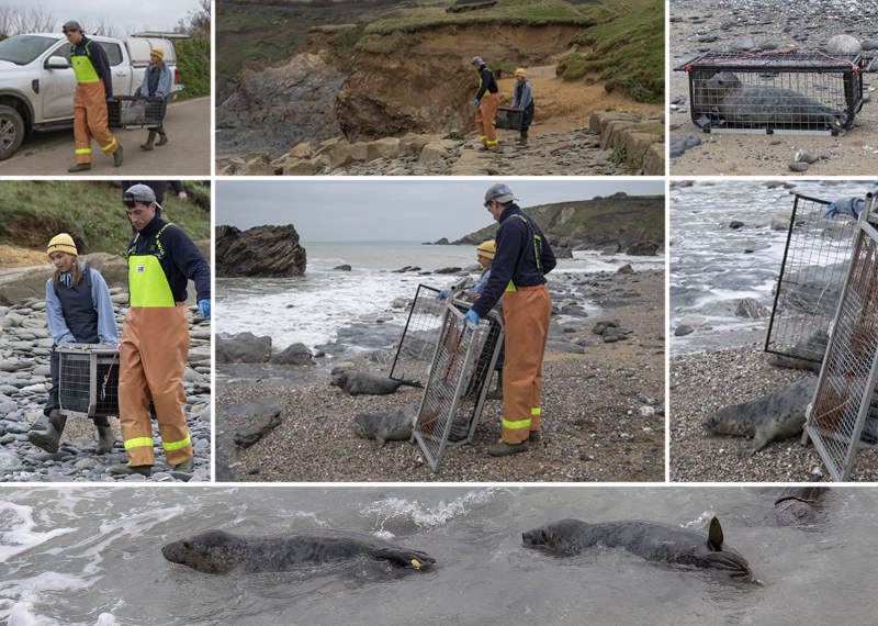 Seal Release - 24th December 2025