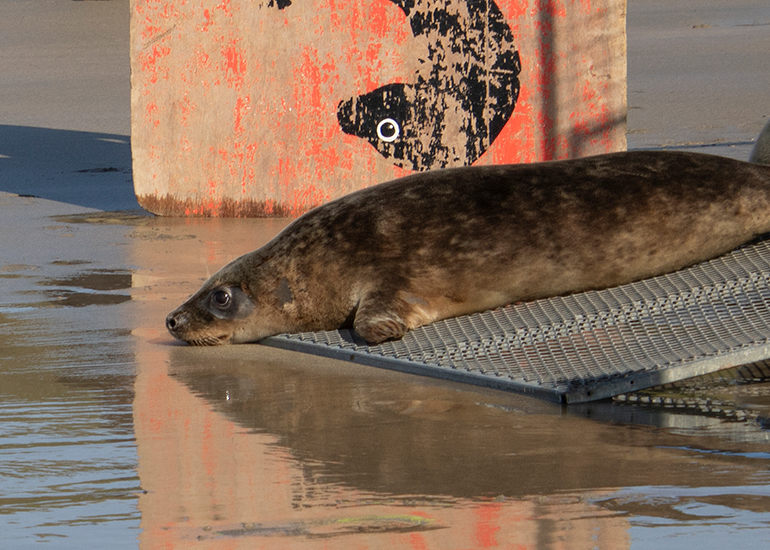 Seal Release - 27th April 2026
