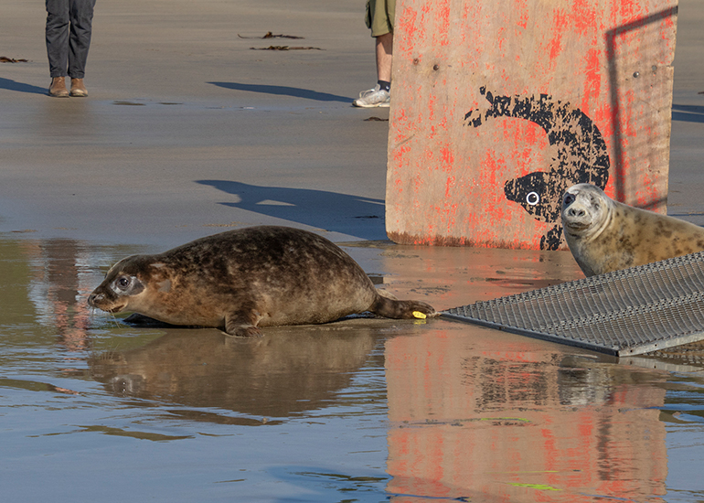 Seal Release - 27th April 2026