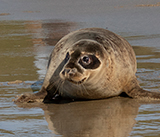 Seal Release - 27th  April 2026