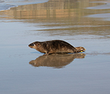 Seal Release - 27th  April 2026