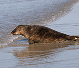 Seal Release - 27th  April 2026