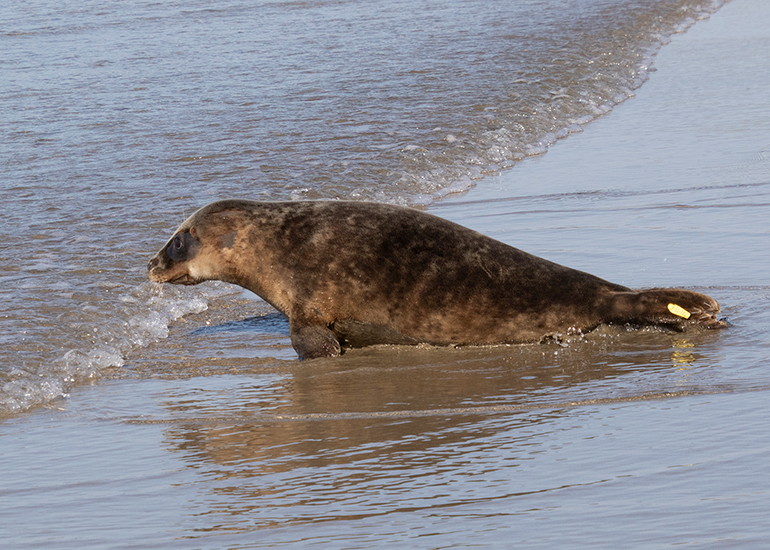 Seal Release - 27th April 2026