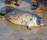 Seal Release - 27th  April  2026