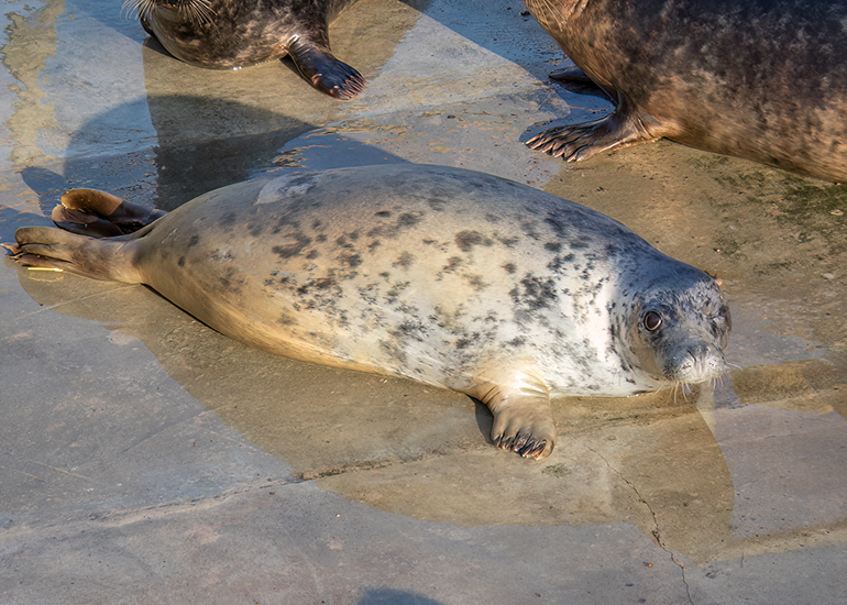 Seal Release - 27th April 2026