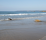 Seal Release - 27th  April 2026