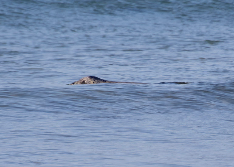 Seal Release - 27th April 2026