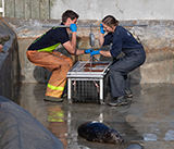 Seal Release - 27th  April  2026