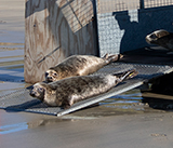 Seal Release - 28th April 2026