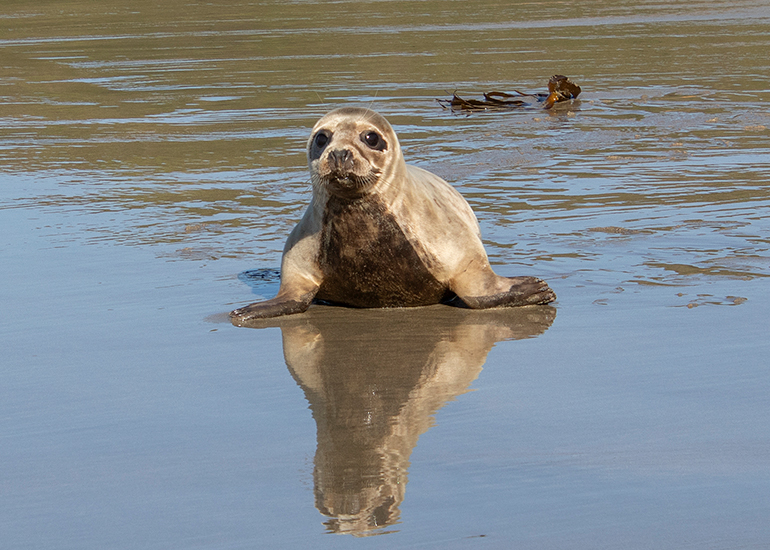 Seal Release - 28th April 2026