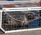 Seal Release - 28th April  2026