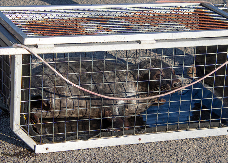 Seal Release - 28th April 2026