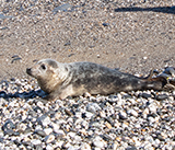 Seal Release - 30th April 2025