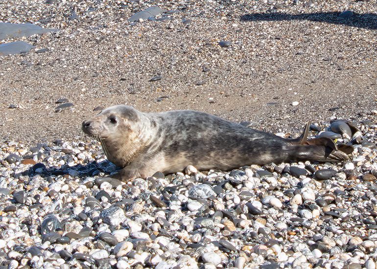 Seal Release - 30th April 2025