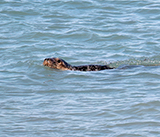 Seal Release - 30th April 2025