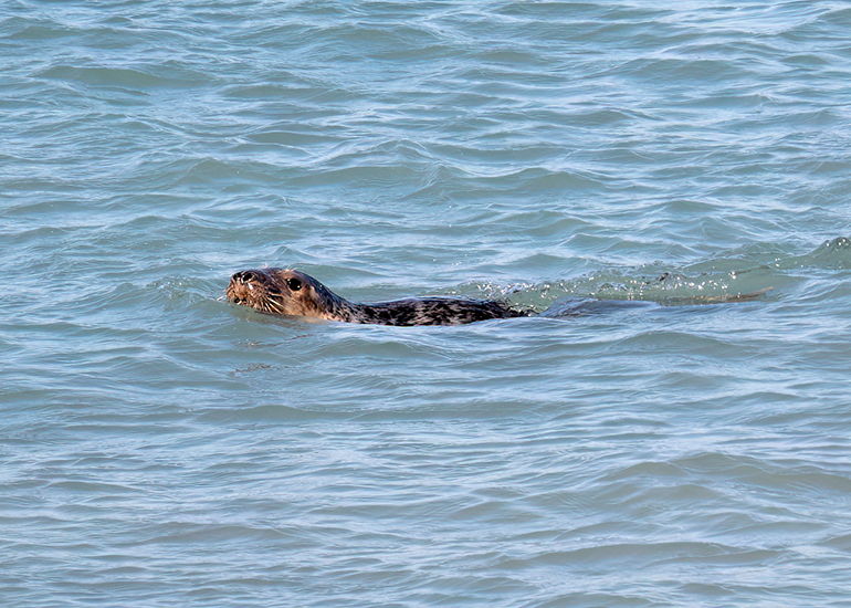 Seal Release - 30th April 2025