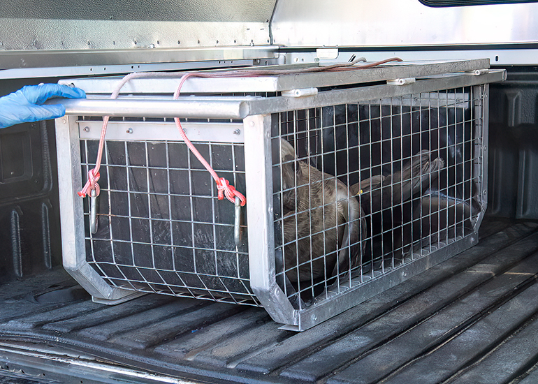 Seal Release - 30th April 2025