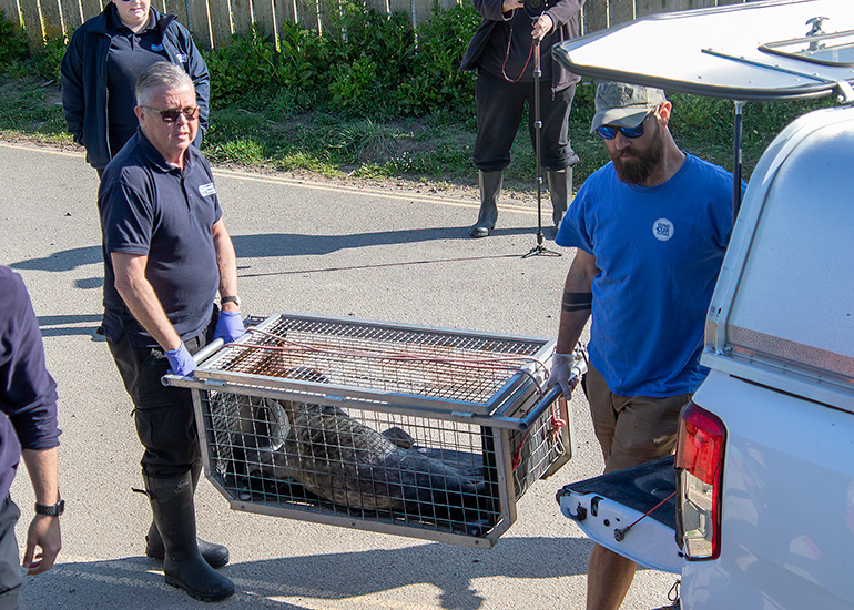 Seal Release - 30th April 2025