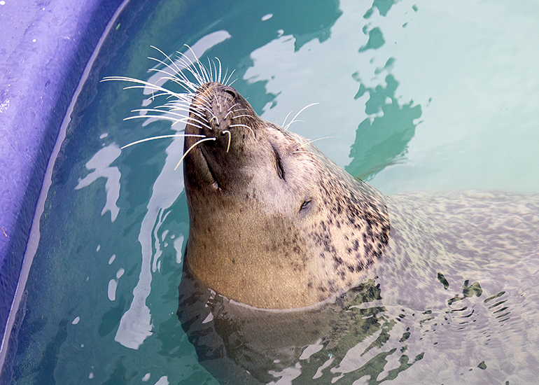 Hunstanton Sea Life