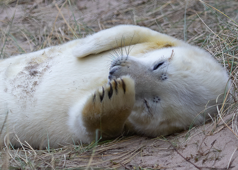 Seals in the Wild - December 2024