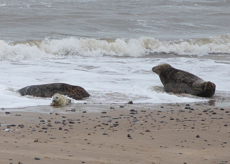 Seals in the Wild - December 2024