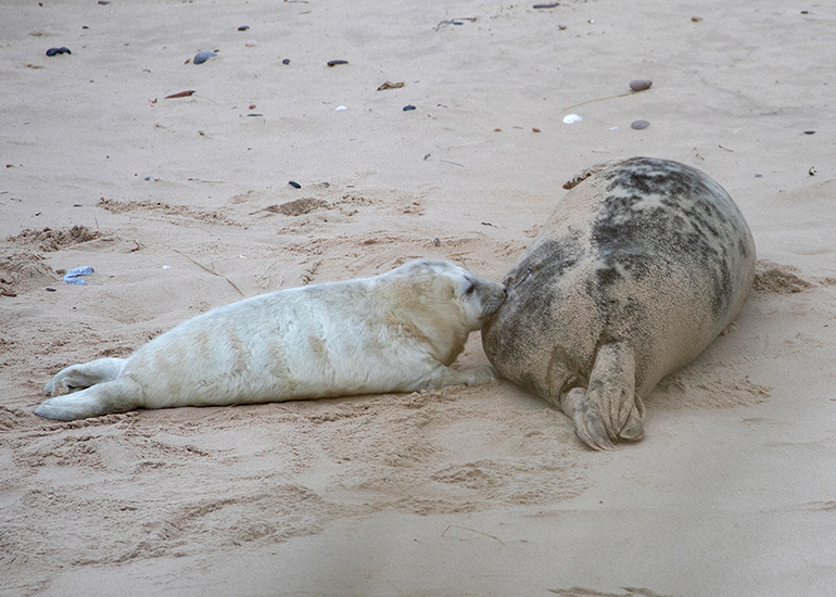 Seals in the Wild - December 2024