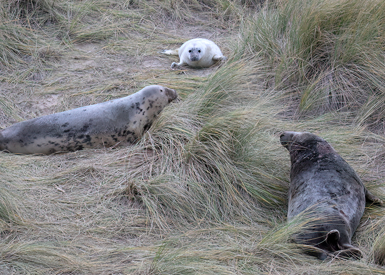 Seals in the Wild - December 2024