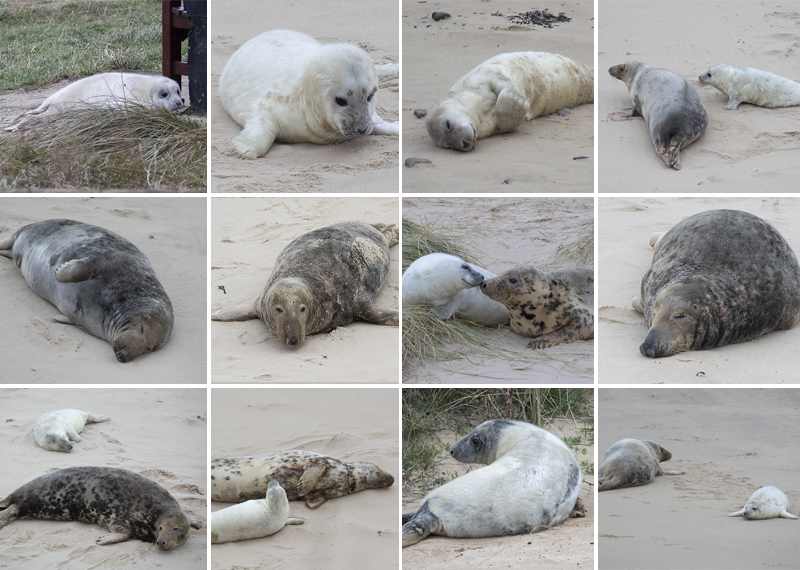 Seals in the wild - December 2024
