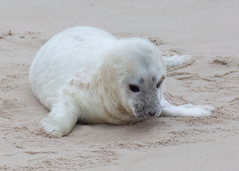 Seals in the Wild - December 2024