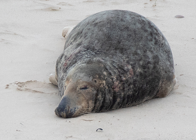 Seals in the Wild - December 2024