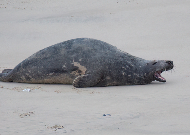 Seals in the Wild - December 2024