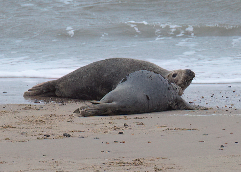 Seals in the Wild - December 2024