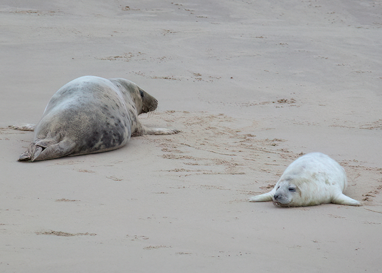 Seals in the Wild - December 2024