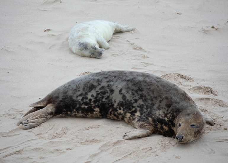 Seals in the Wild - December 2024