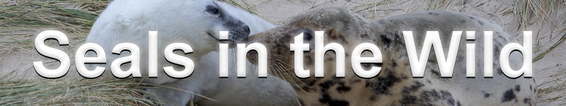 Seals in the wild Strap