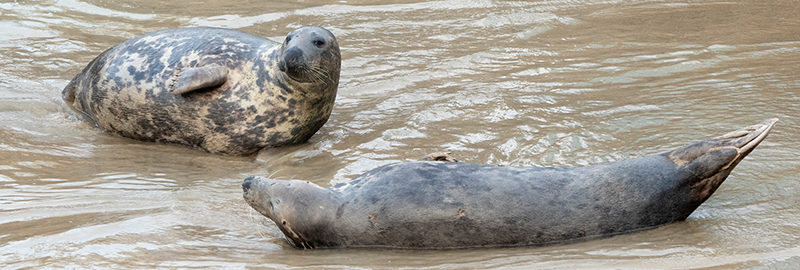 Seals in the wild