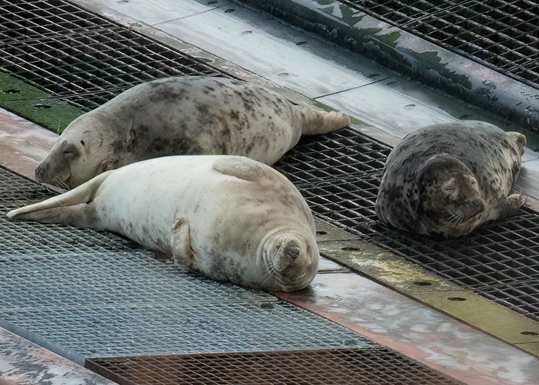Seals in the Wild - South Cornwall - 4th February 2026