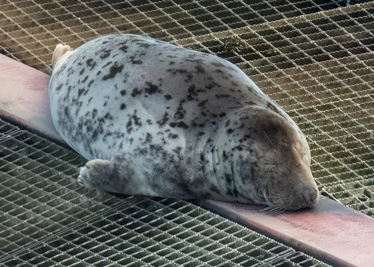 Seals in the Wild - South Cornwall - 4th February 2026