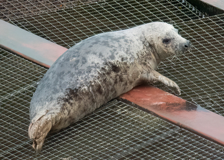 Seals in the Wild - South Cornwall - 4th February 2026