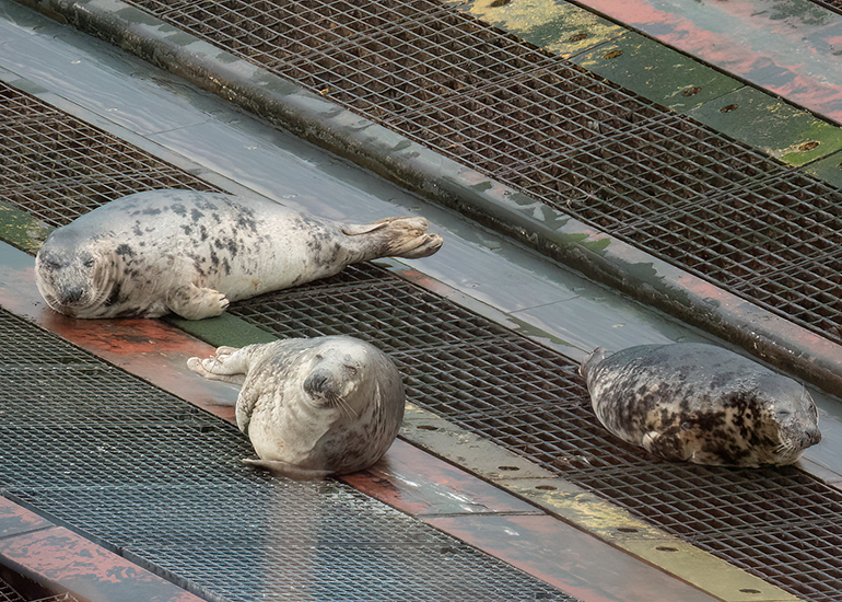 Seals in the Wild - South Cornwall - 4th February 2026