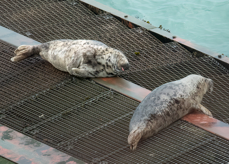 Seals in the Wild - South Cornwall - 4th February 2026