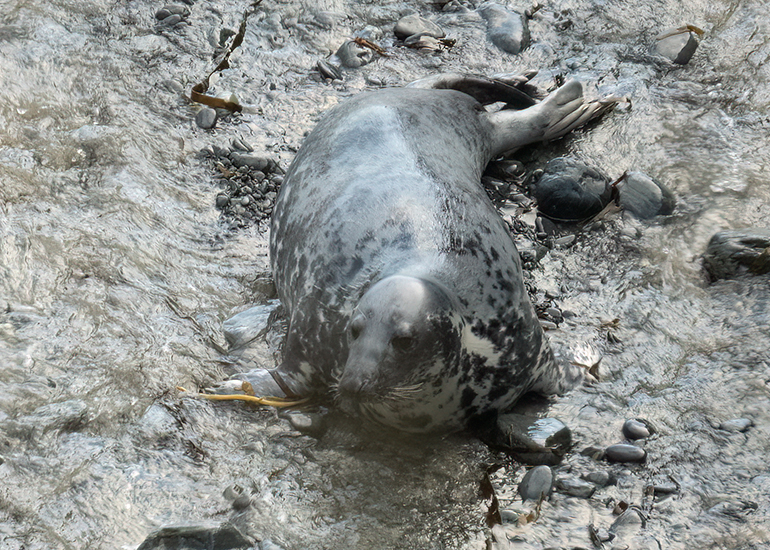 Seals in the Wild - South Cornwall - 28th February 2026