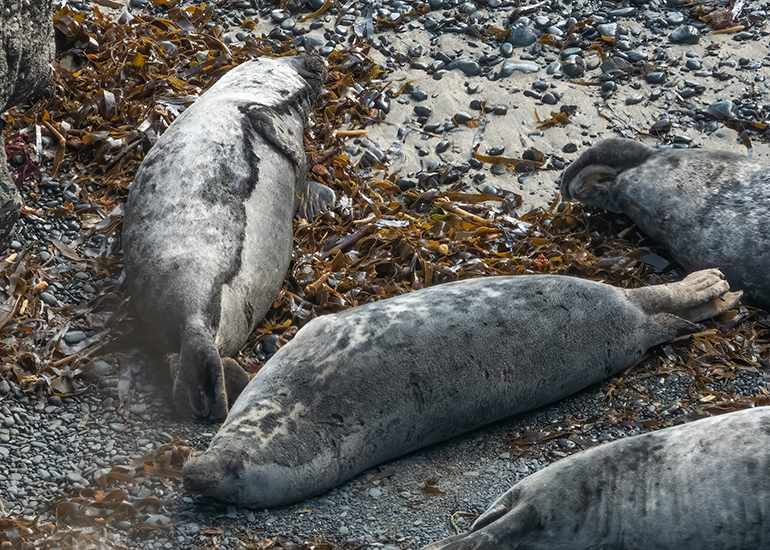 Seals in the Wild - South Cornwall - 28th February 2026
