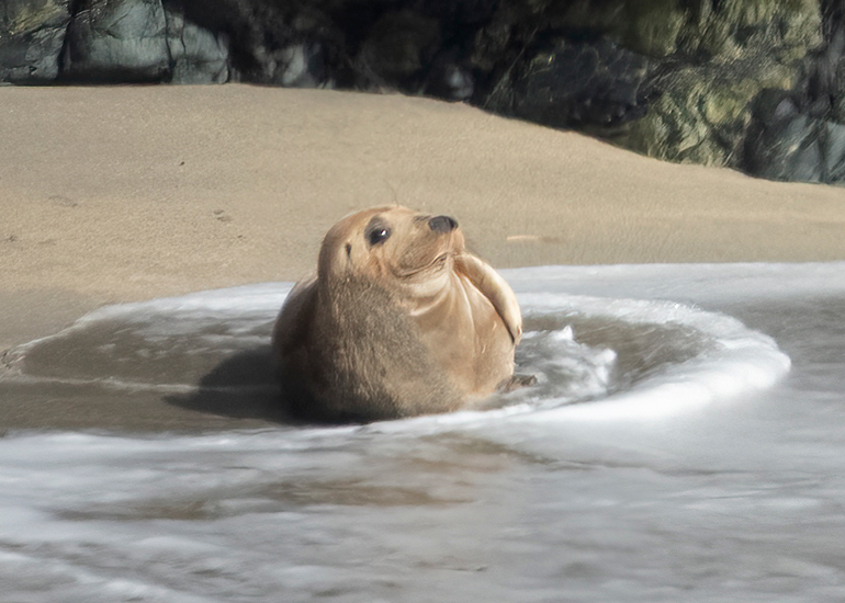 Seals in the Wild - South Cornwall - 28th February 2026