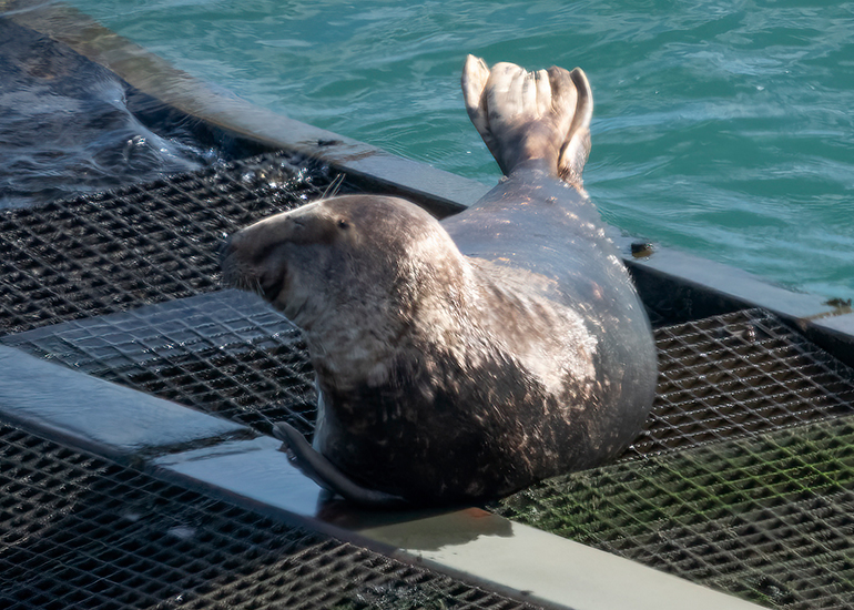 Seals in the Wild - South Cornwall - 28th February 2026