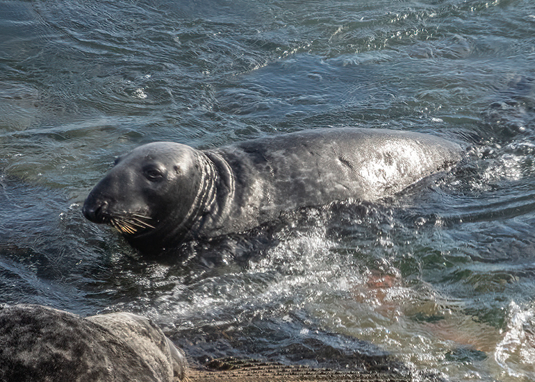 Seals in the Wild - South Cornwall - 28th February 2026
