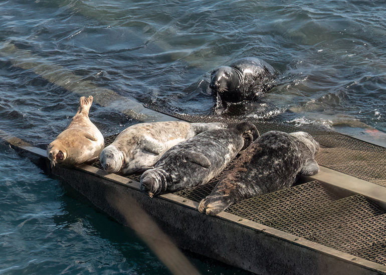 Seals in the Wild - South Cornwall - 28th February 2026
