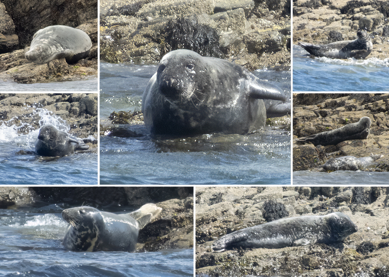 Seals in the wild - June 2026 - St Michael's Mount Bay