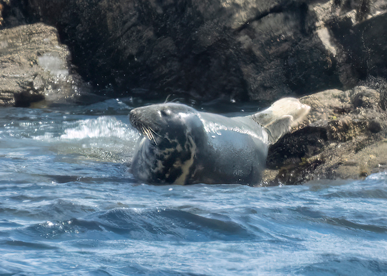 Seals in the Wild - St Michael's Bay  - 2nd June 2026