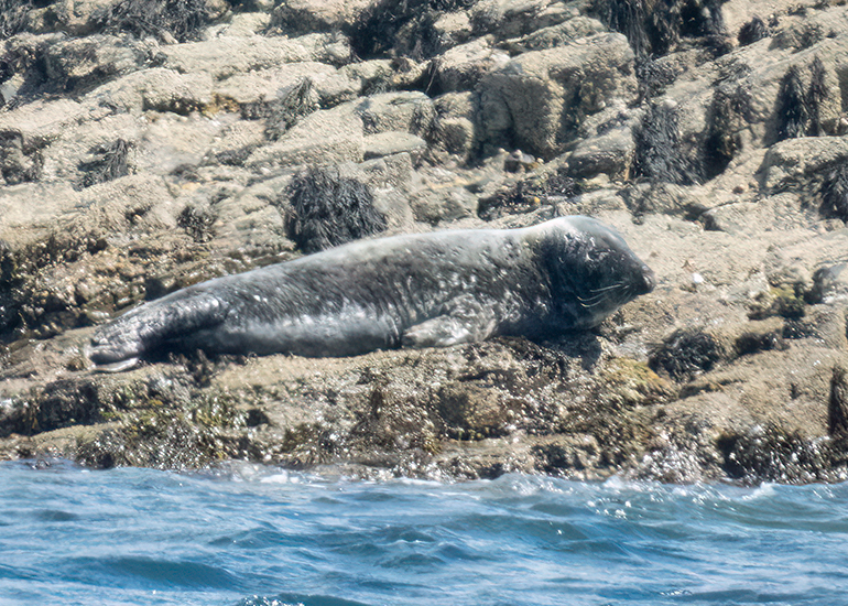Seals in the Wild - St Michael's Bay  - 2nd June 2026
